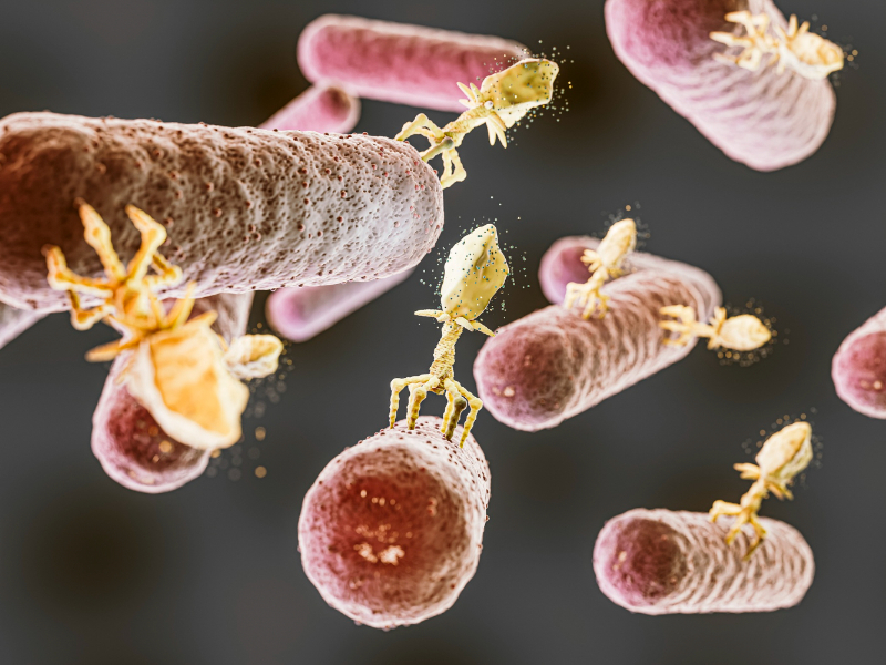 Microbiote Intestinale Sous Microscope